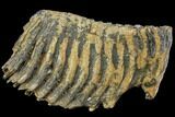 Fossil Palaeoloxodon (Mammoth Relative) M Molar - Hungary #149775-1